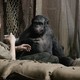 photo du film La Planète des singes : l'affrontement