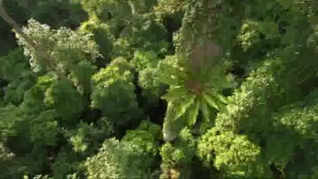 Un extrait du film  Chimpanzés