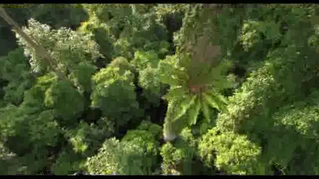Un extrait du film  Chimpanzés