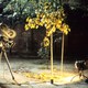 photo du film Le Songe de la lumière