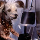 photo du film Comme chiens et chats