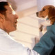 photo du film Comme chiens et chats