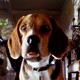 photo du film Comme chiens et chats