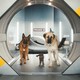 photo du film Comme chiens et chats