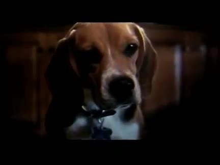 Extrait vidéo du film  Comme chiens et chats