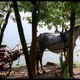 photo du film Fiorile