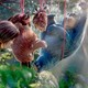 photo du film Le Parc des merveilles
