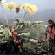 photo du film Rêves