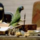 photo du film Paulie, le perroquet qui parlait trop