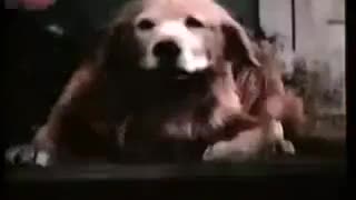 Extrait vidéo du film  L Incroyable Voyage