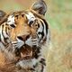 photo du film L'Inde, royaume du tigre