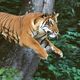 photo du film L'Inde, royaume du tigre