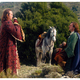 photo du film Le Bossu