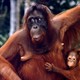 photo du film Le Peuple singe