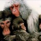 photo du film Le Peuple singe