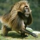 photo du film Le Peuple singe