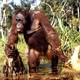 photo du film Le Peuple singe