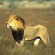 photo du film Lions, combat de rois au Kalahari