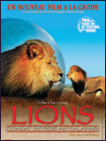 Lions, combat de rois au Kalahari