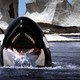 photo du film Orca