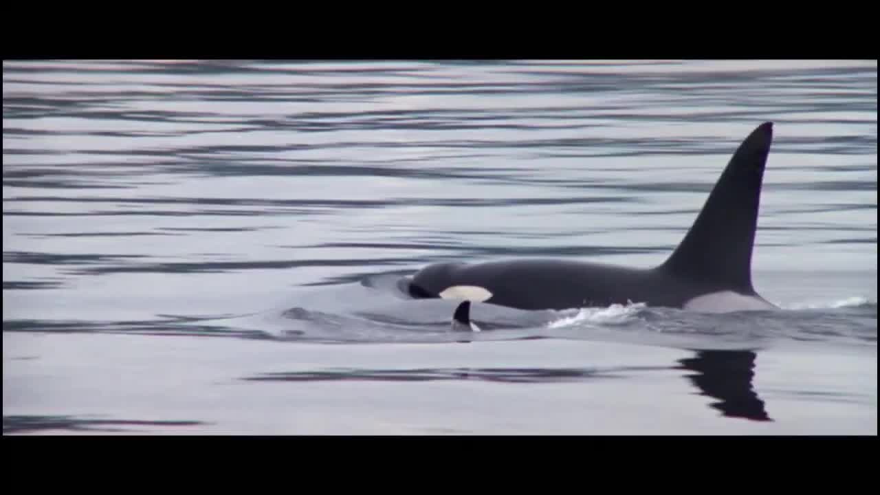 Extrait vidéo du film  Orca