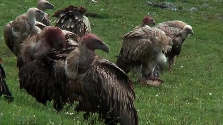 Extrait vidéo du film  Le Rappel des oiseaux