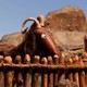 photo du film Selkirk, le véritable Robinson Crusoé