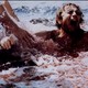 photo du film L'Invasion des Piranhas
