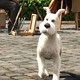 photo du film Les Aventures de Tintin : le secret de la Licorne