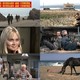 photo du film Les Russes arrivent les Russes arrivent