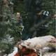 photo du film Survivre avec les loups