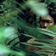 photo du film Tropical Malady