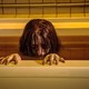 photo du film The Grudge