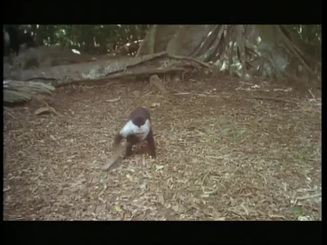 Extrait vidéo du film  Alerte !