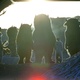 photo du film Max et les Maximonstres