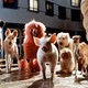 photo du film Babe, le cochon dans la ville