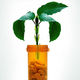 photo du film A Leaf of Faith