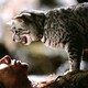 photo du film Catwoman