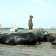 photo du film Gardien de buffles