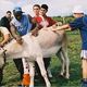 photo du film Camping à la ferme