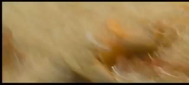 Extrait vidéo du film  BloodRayne