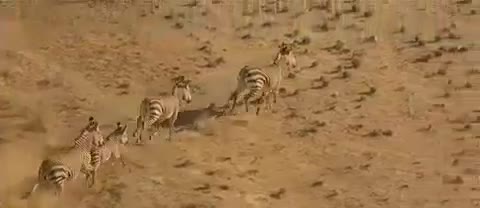 Extrait vidéo du film  La Piste