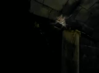 Extrait vidéo du film  Frost : Portrait d un vampire