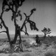photo du film In Old Arizona