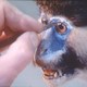 photo du film Un animal, des animaux