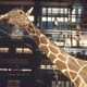 photo du film Un animal, des animaux