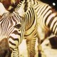 photo du film Un animal, des animaux