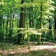 photo du film Le Temps des forêts