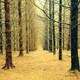 photo du film Le Temps des forêts