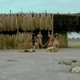 photo du film Cannibal Holocaust II